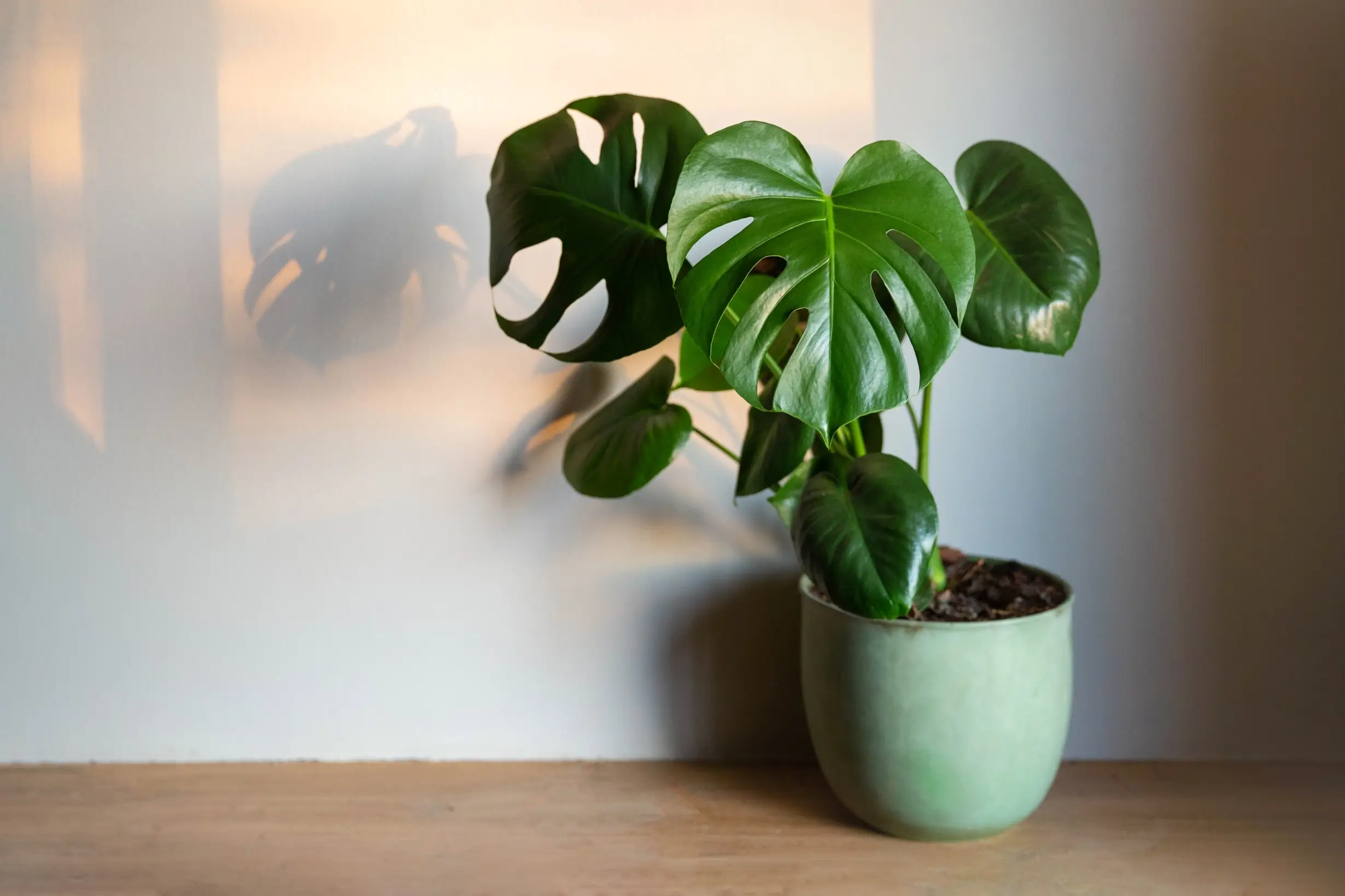 African Violet Plant